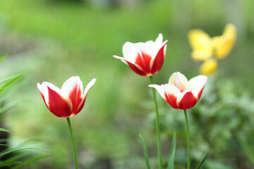 tulips flower red and yellow close up photo on summer