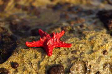 Close up view of red starfish on wet stone with sunlight