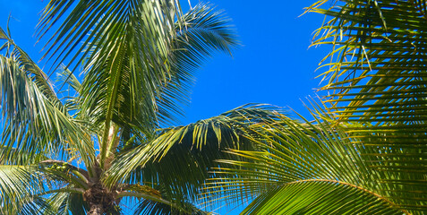 Palm trees under the blue sky on a tropical island