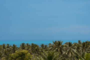 Fototapeta na wymiar Plantations of coconut palm trees, sea and blue sky on a tropical island