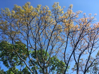 Tree branch texture with fresh green leaves on a sunny day against a blue sky