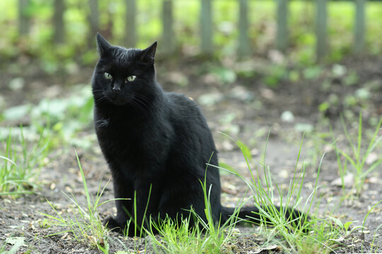 country black cat outdoor closeup photo walking on green grass background