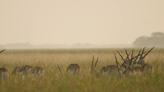 Blackbuck antelope herd start their activity during morning in the grassland well before the first rays of sun in the twilight