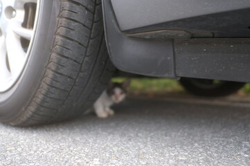 浜比嘉島　島猫