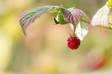 Raspberries on the bush. Wild berry closeup.