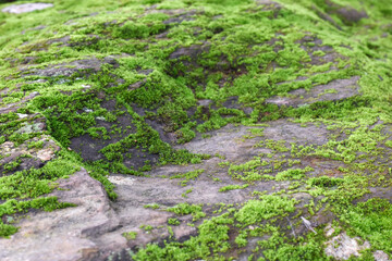 Moss green on stone in forest.