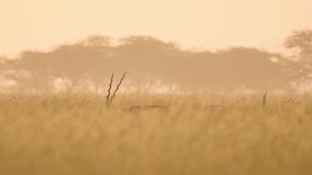 Horns in the Grass, two blackbuck males graze in the tall grass as only the spiral horns are seen above grass