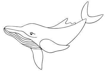 Fototapeta na wymiar Whale. Vector illustration. Outline on a white isolated background. Plankton marine mammal. Inhabitant of the ocean. Hand drawing style. Sketch. Coloring book for children and adults. Idea for book.