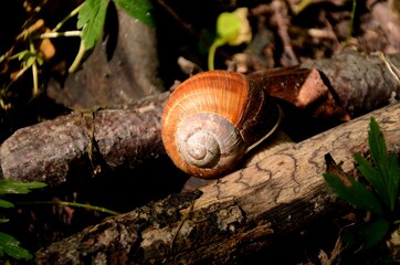 one big forest snail sitting on a tree in the woods