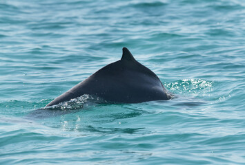 Fototapeta premium A Massive Dolphin swimming in water