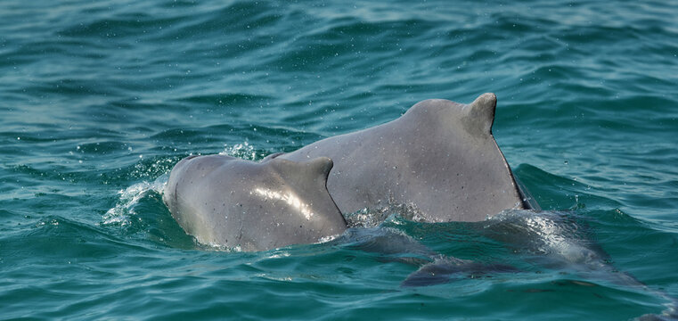 A pair of Dolphin swimming