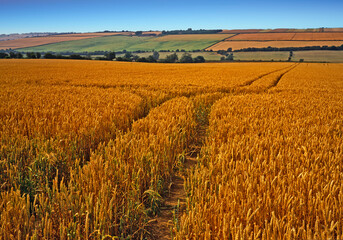 Ripening Wheat in agricultural fields in rural England