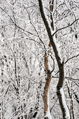 Snow covered trees and tree branches in the dead of winter create an almost black and white wintery background