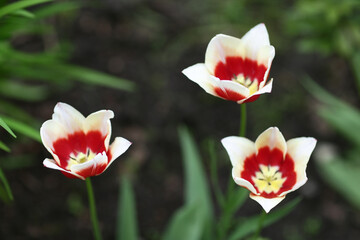 tree tulips flower red and white close up photo on summer