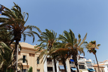 Palm trees on street with houses and blue sky at background in Catalonia, Spain