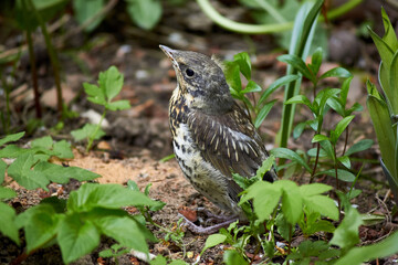 A grown chick of a fieldfare (Turdus pilaris) sits on the ground
