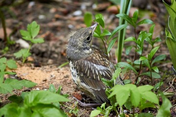 A grown chick of a fieldfare (Turdus pilaris) sits on the ground
