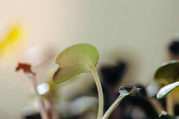 Close-up of young green sprouts of micro greens