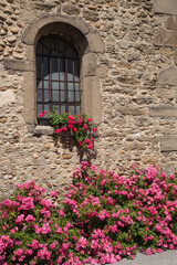 Fototapeta na wymiar Rosiers en fleurs au pied du mur de l'église