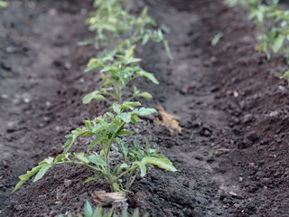 Agricultural background.Small tomato plants grow in a garden bed on a private plot.