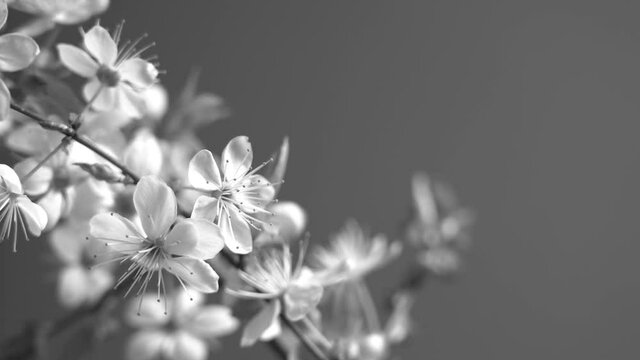 Closeup view 4k footage of cute spring tree braches blooming with small white flowers shoot in studio. Beautiful floral abstract video background.