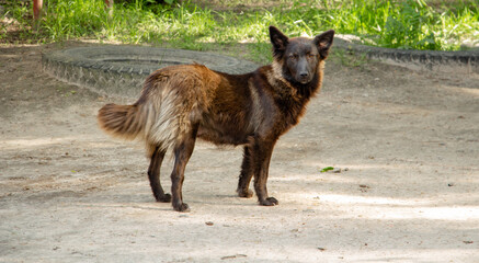 a beautiful lonely belgian dog ​​of dark brown, gray and black colors in a clearing looks with sad eyes into the camera lens, looks a bit like a wolf