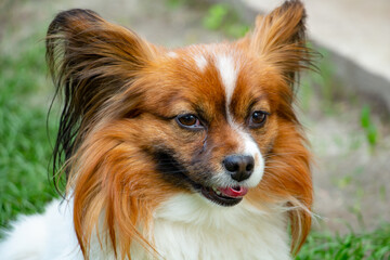 beautiful cute papillon breed dog, portrait, gullible look, butterfly-like ears, colors - brown, red, white