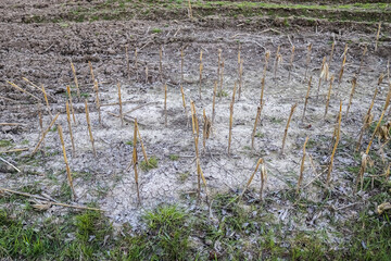 Detailed close up view on dry agricultural grounds and acre in high resolution
