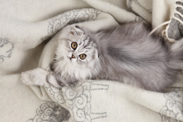 Playful highland fold kitten on wool blanket background, pet portrait