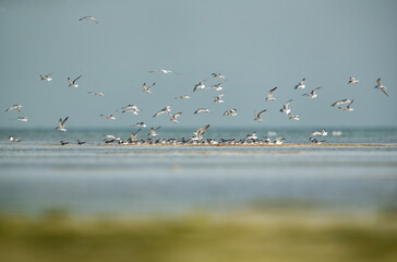 Little Tern settling down at Um jaleed island, Bahrain