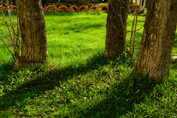 tree in the park