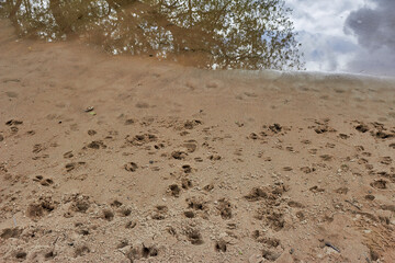 Traces of wild boars in the sand near a pond
