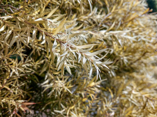A very beautiful show plant which looks like a dry grass