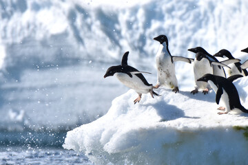 Adelie penguins diving into the water (Hope Bay, Antarctica)