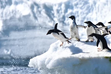 Gordijnen Adelie penguins diving into the water (Hope Bay, Antarctica) © Takashi