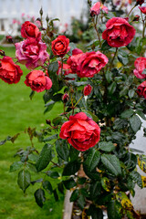 red roses in garden
