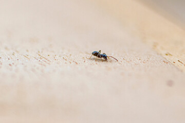 Ant on the wooden table in the garden