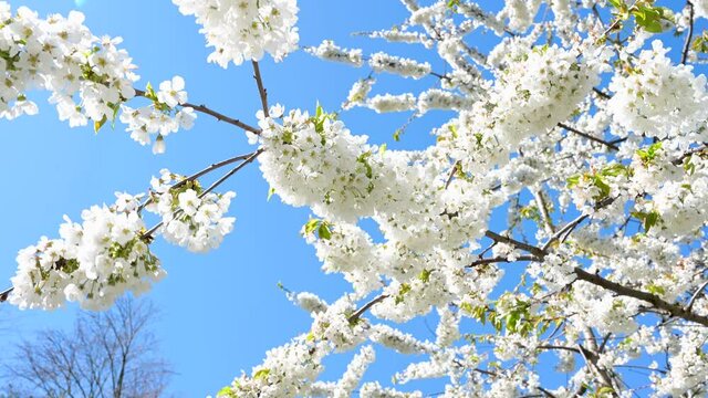 Zierapfelbaum mit einer wei&szlig;en Bl&uuml;ten Pracht vor blauem Himmel