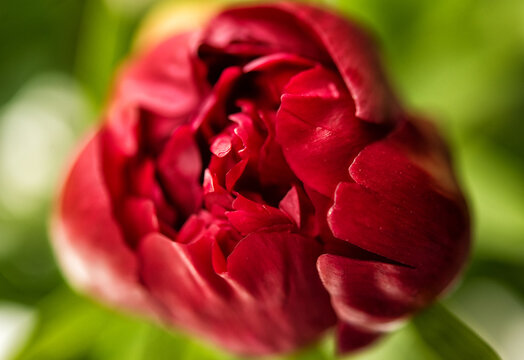 Floral background. Graphic resource. Macro closeup of red burgundy peony and green leaves. Not opened, yet closed peony flower.