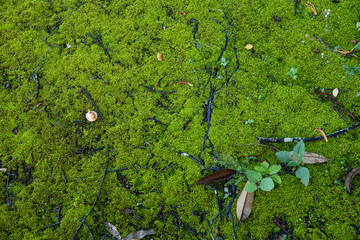 Moss in the morning light