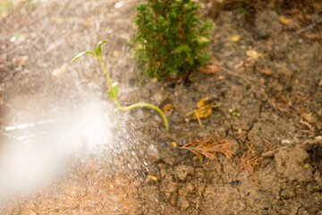 Watering the garden with the water hose