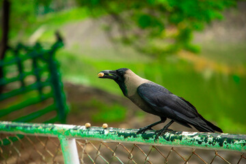 Black crow bird on green background. Black feathers. Black raven eating food in park