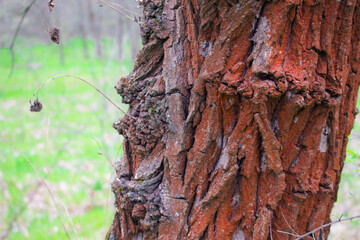 red tree bark in the forest