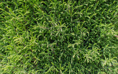 green grass background