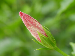Fototapeta premium Close up of hibiscus bud
