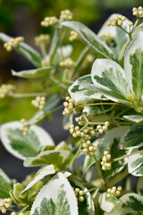 Wintercreeper Emerald Gaiety