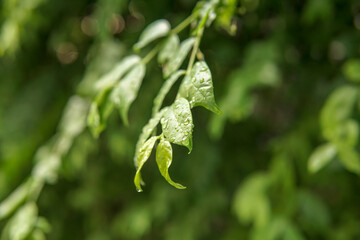 Wet green leaf in the garden