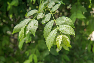 Wet green leaf in the garden