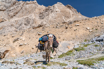 The domestic donkey on the duty of carrying cargo on saddle in fann mountains in Tajikistan