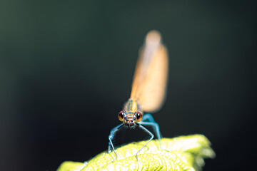Libelle